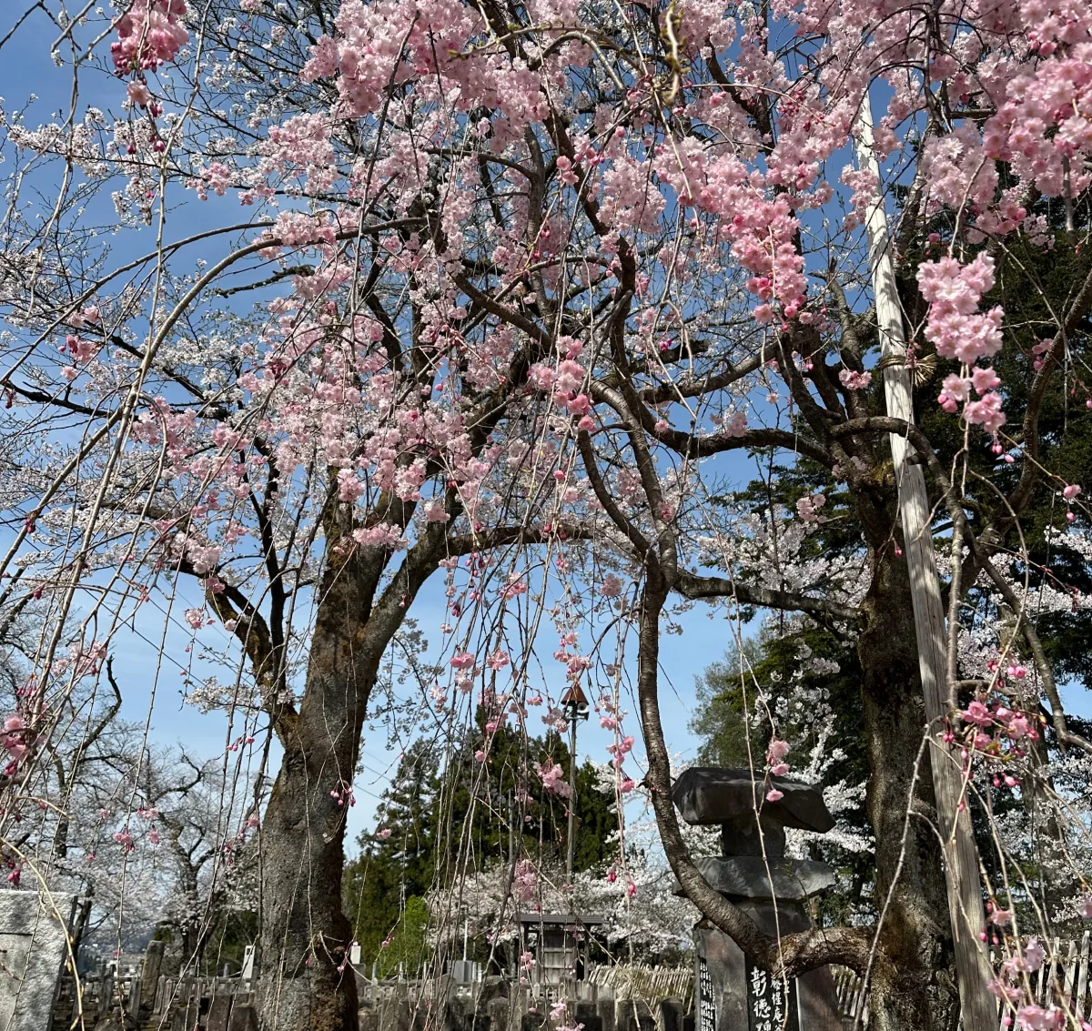船岡公園の桜