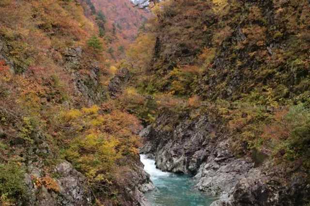 紅葉の見頃