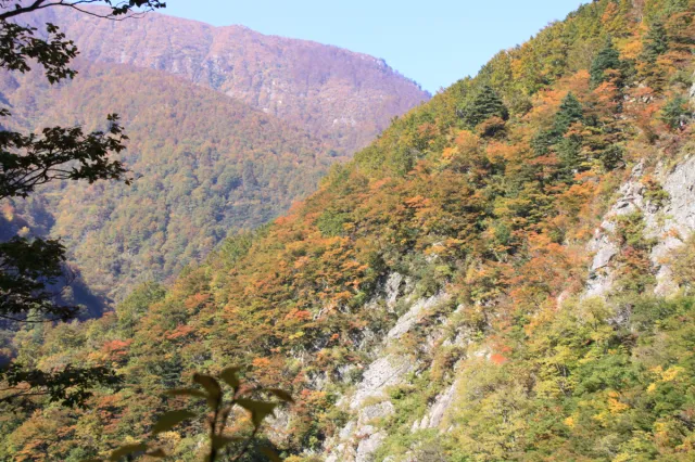 紅葉の見頃