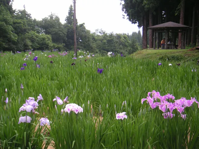 上の原菖蒲園