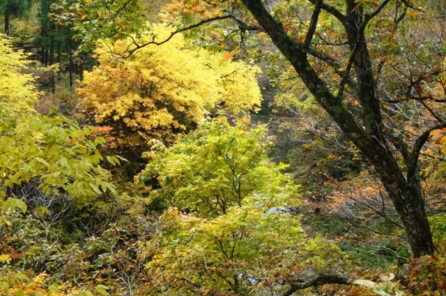 紅葉の見頃