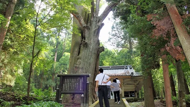 小俣白山神社姥杉
