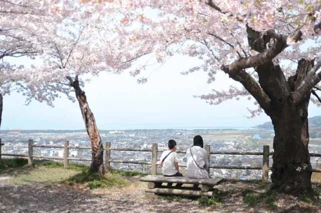 桜の開花状況