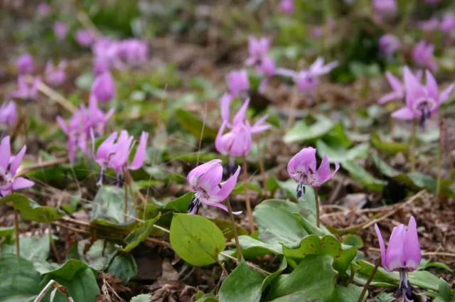 カタクリの開花状況
