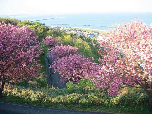 桜の開花状況