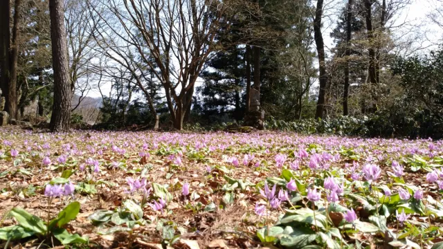 カタクリの開花状況