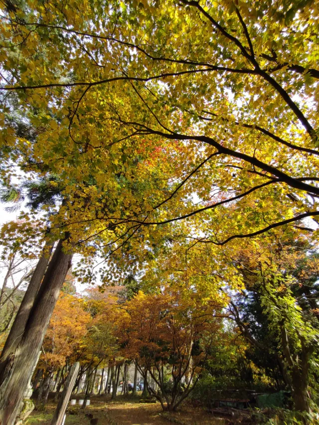 紅葉の見頃