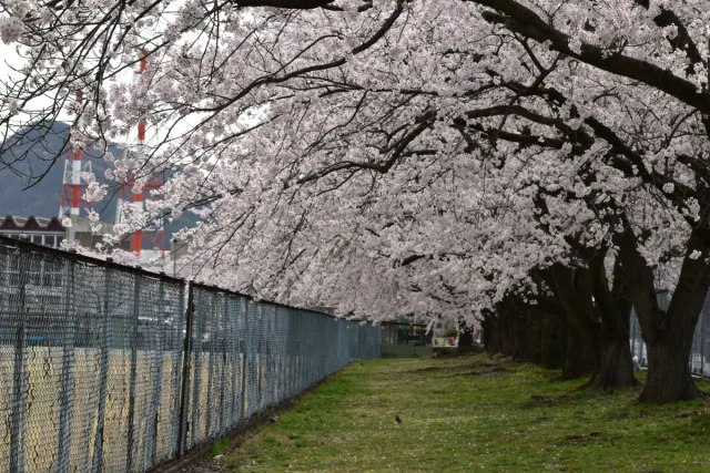 桜の開花状況