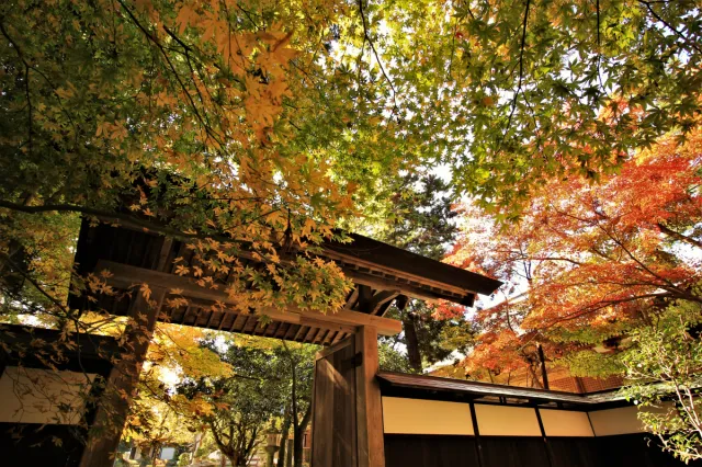 紅葉の見頃