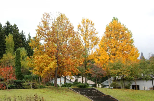 紅葉の見頃