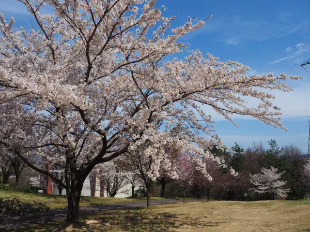 桜の開花状況