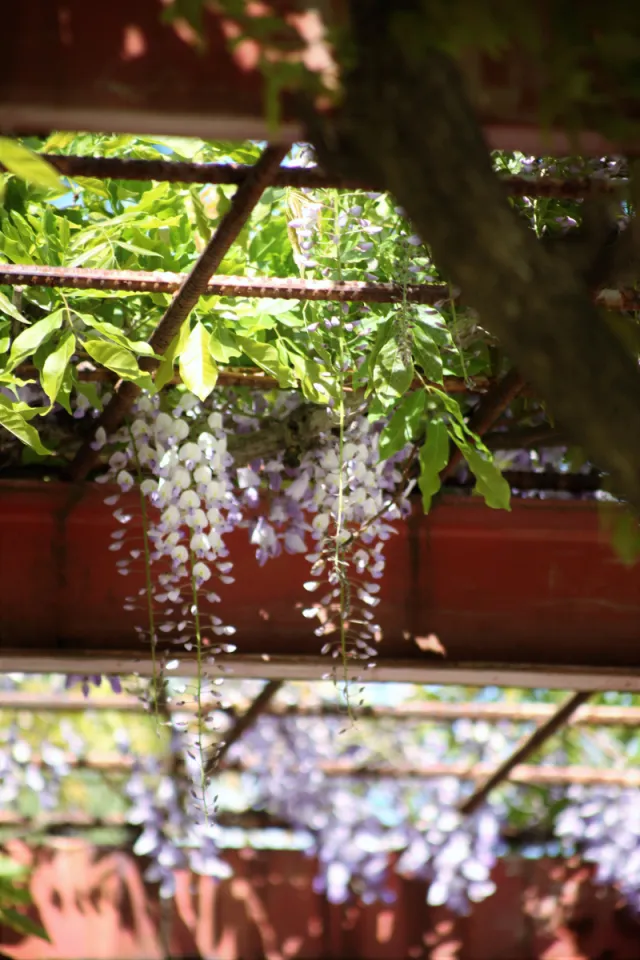 その他の花の開花情報