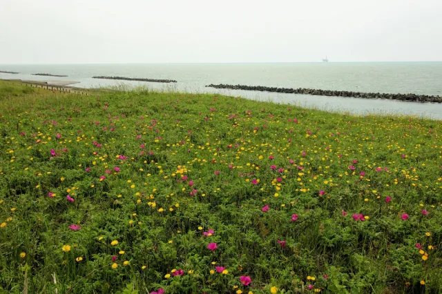 その他の花の開花情報