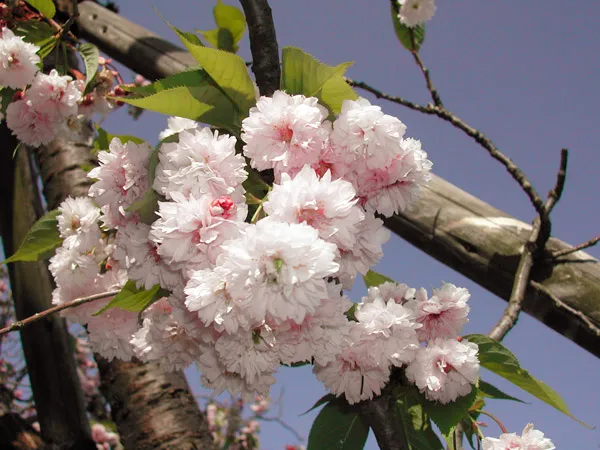 桜の開花状況