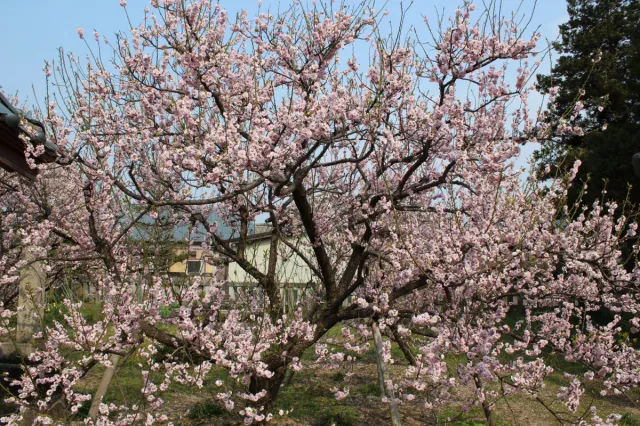 梅の開花状況