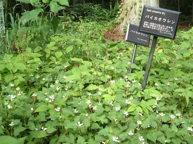 阿賀野市五頭薬用植物園