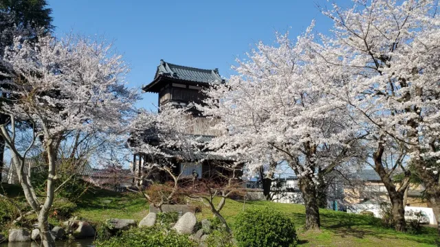 桜の開花状況