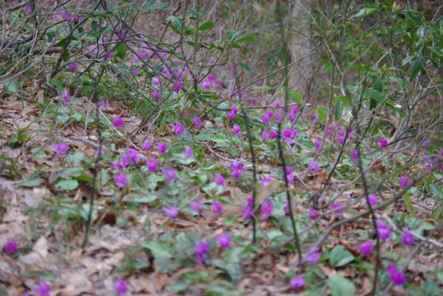 カタクリの開花状況