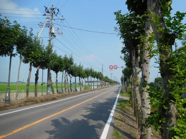 門田ハザ並木