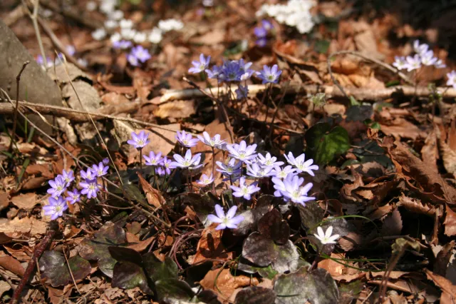 雪割草の開花状況