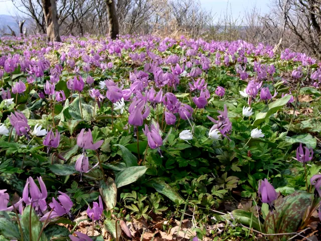 カタクリの開花状況