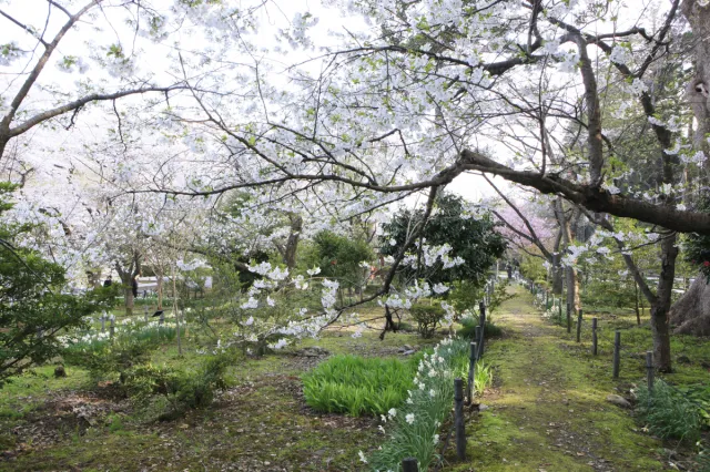 彌彦神社桜苑
