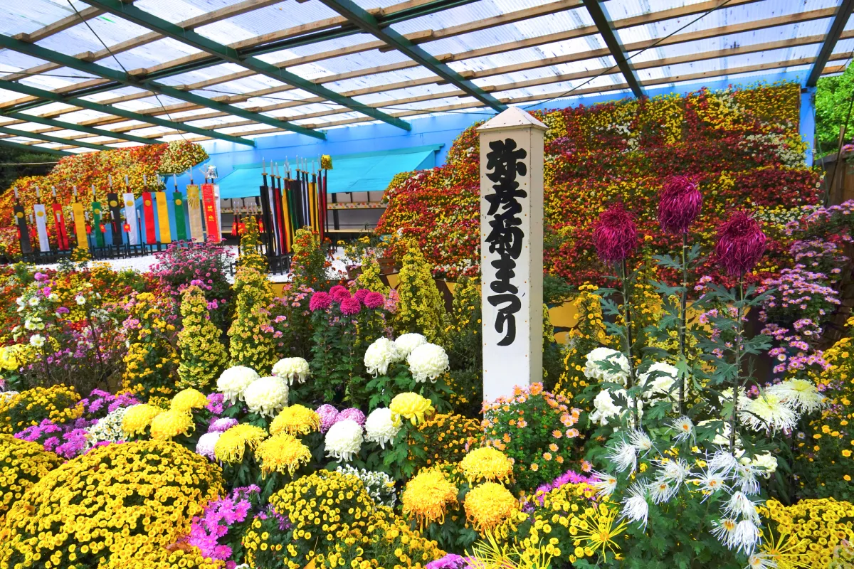 全国最大規模の菊花大展覧会「菊まつり」