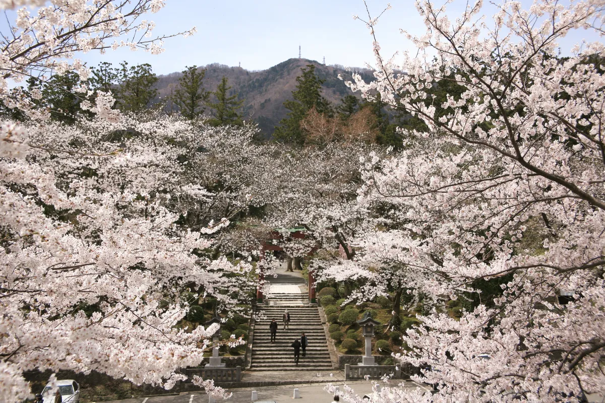 春の弥彦神社。桜が見事に咲き誇ります。
