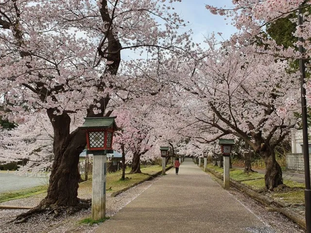 桜の開花状況