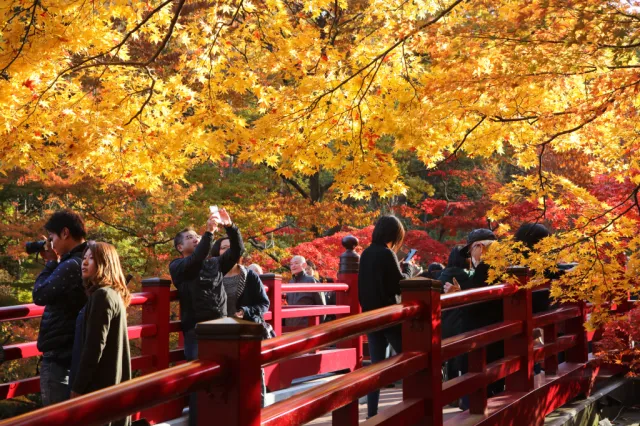 紅葉の見頃