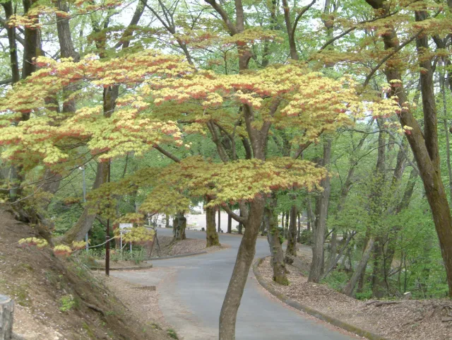 観音山公園のブナ、アカシデ自然林