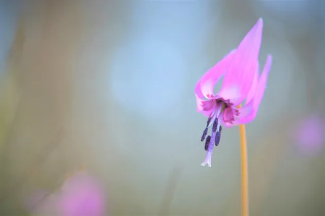 カタクリの開花状況