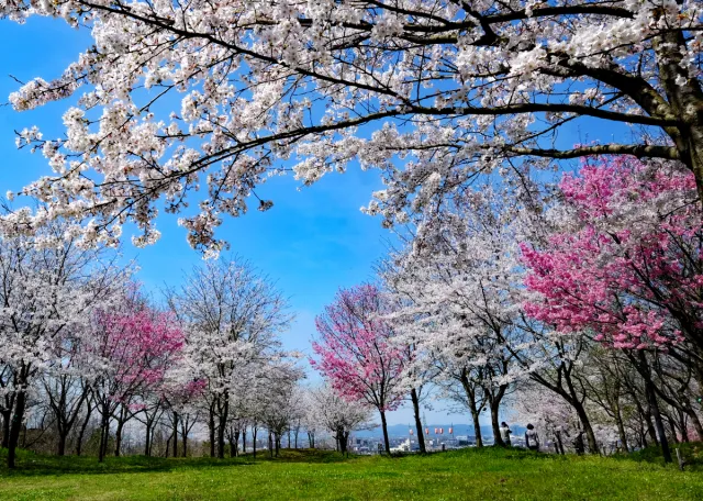 市民の森