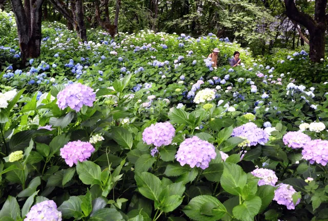 その他の花の開花情報