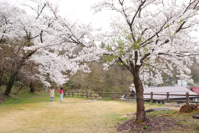 桜の開花状況