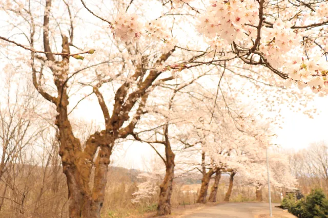桜の開花状況