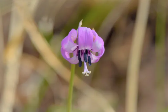 カタクリの開花状況
