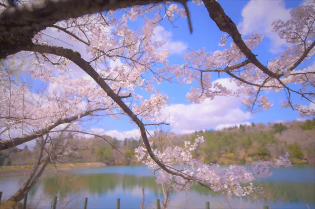 桜の開花状況