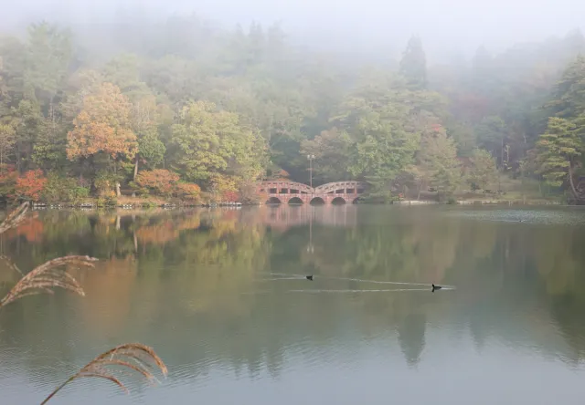 紅葉の見頃