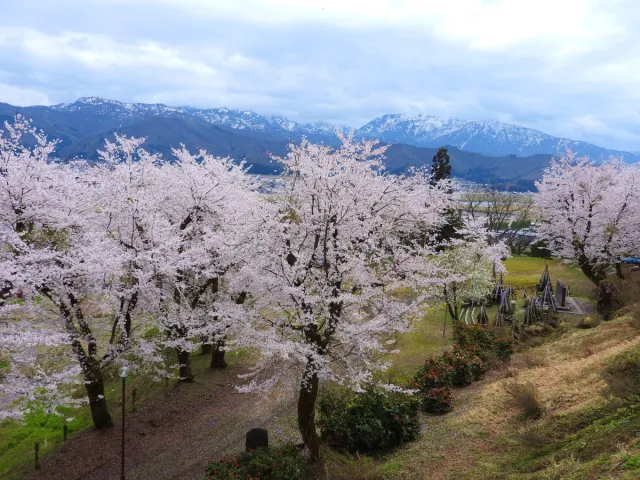 桜の開花状況