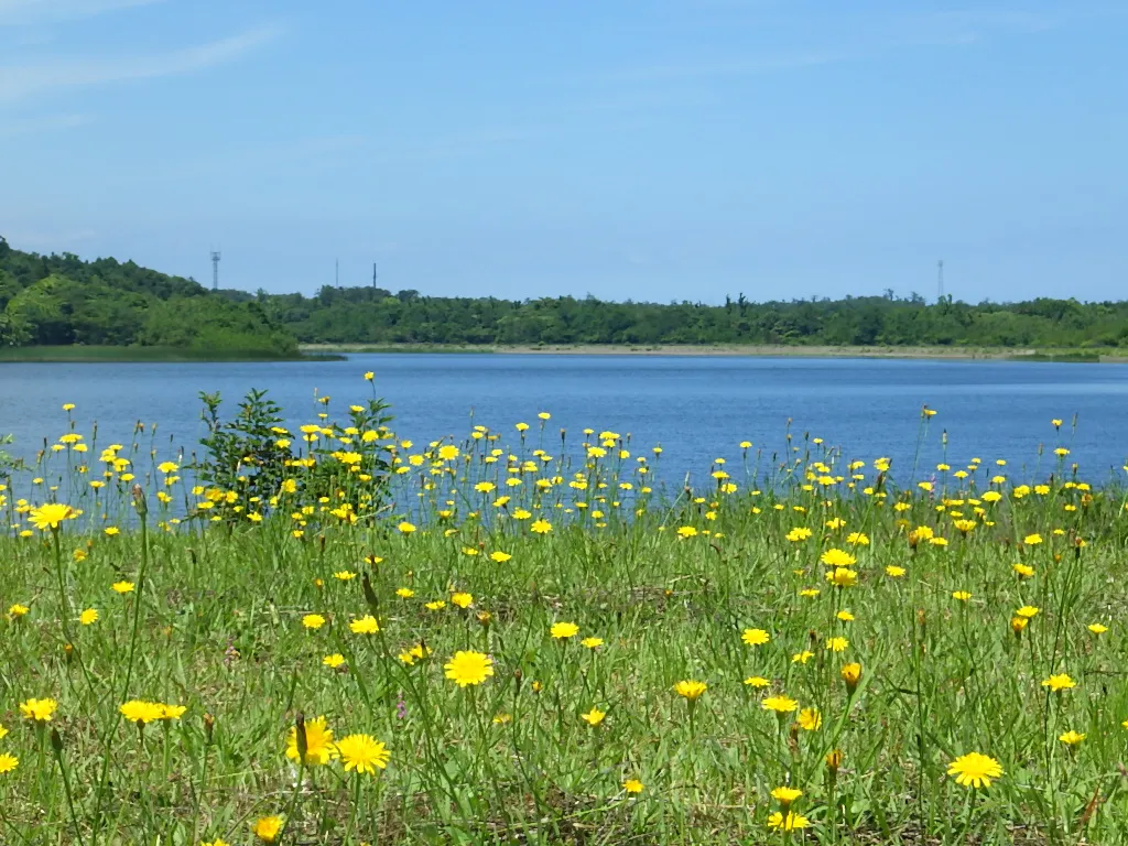 春にはお花畑となる湖畔