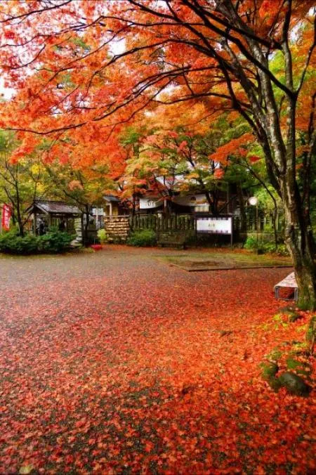 紅葉の見頃