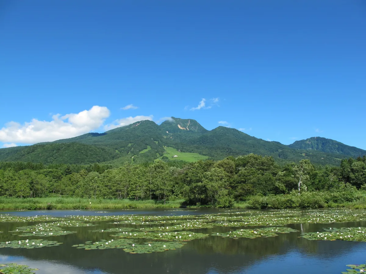 いもり池(夏)