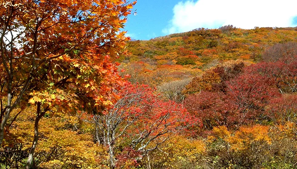 紅葉の時季は特に見応えがあります。