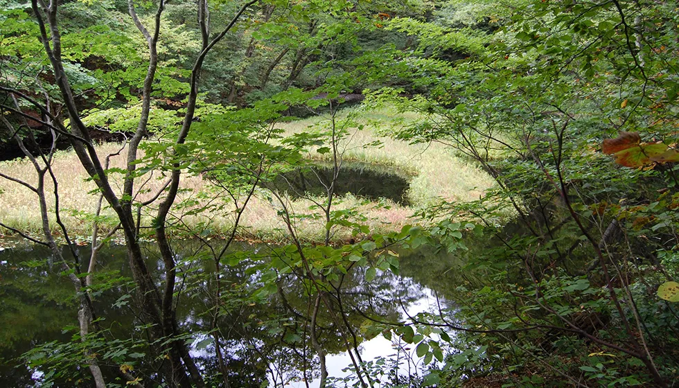 周辺にはブナやミヅナラなどが繁茂しています。