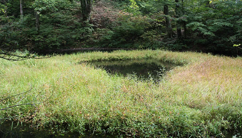 浮島には20種類以上の植物が生育しています。