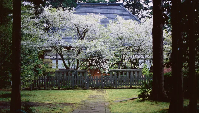 海潮寺の御所桜
