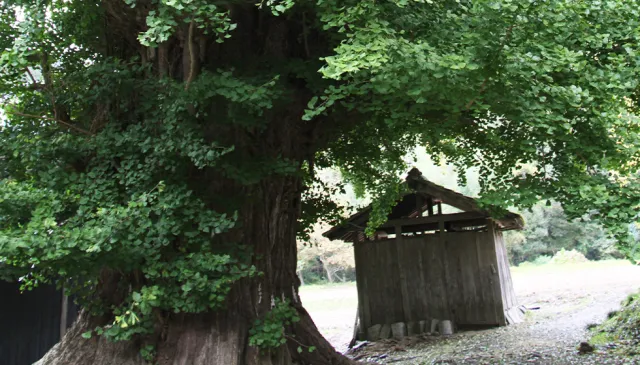 清水寺の大銀杏