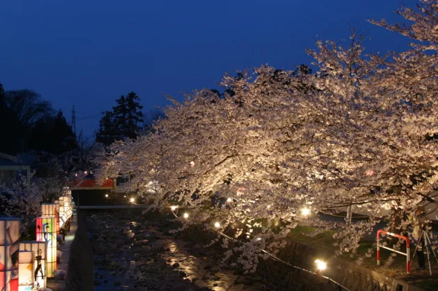桜の開花状況