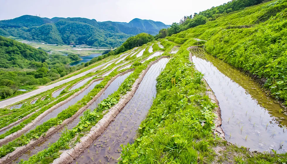 毎年、棚田オーナーを募集しています。